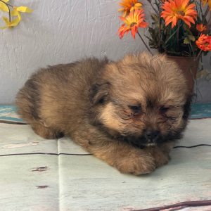 Pomapoo Puppy Jasmine