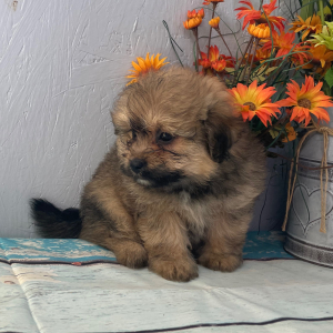 Pomapoo Puppy Jasmine