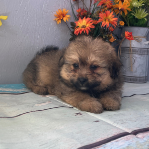 Pomapoo Puppy Jasmine