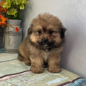 Pomapoo Puppy Jasmine