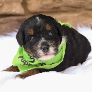 Bernedoodle Puppy Lego
