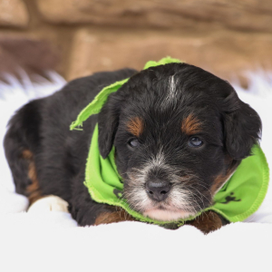 Bernedoodle Puppy Lego