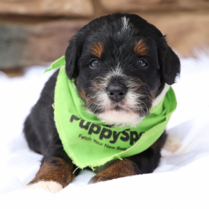 Bernedoodle Puppy Lego