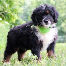 Bernedoodle Puppy Lego