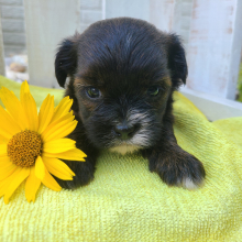 Shorkie Puppy Button