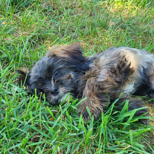 Shorkie Puppy Button