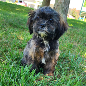 Shorkie Puppy Button