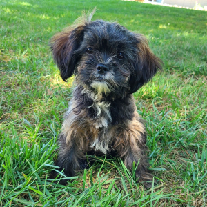 Shorkie Puppy Button