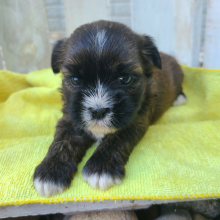Shorkie Puppy Claire