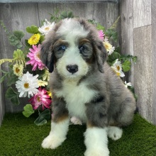 Bernedoodle Puppy Jacques
