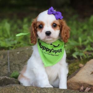 Cavalier King Charles Spaniel Puppy Lacey