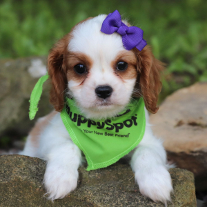 Cavalier King Charles Spaniel Puppy Lacey