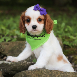 Cavalier King Charles Spaniel Puppy Lacey