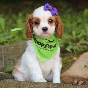 Cavalier King Charles Spaniel Puppy Lacey