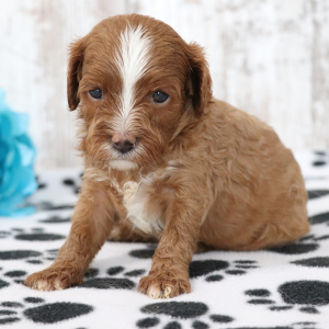 Cavapoo Puppy Abby