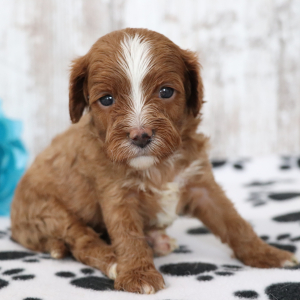 Cavapoo Puppy Abby