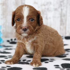 Cavapoo Puppy Abby