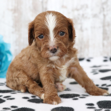 Cavapoo Puppy Abby