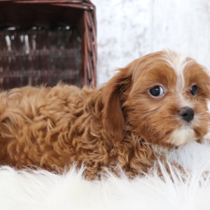Cavapoo Puppy Abby