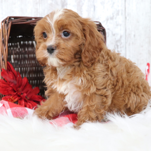 Cavapoo Puppy Abby