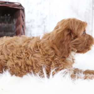 Cavapoo Puppy Abby