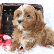 Cavapoo Puppy Abby