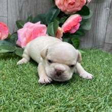 French Bulldog Puppy Ramsey