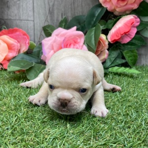 French Bulldog Puppy Ramsey