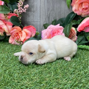 French Bulldog Puppy Ramsey