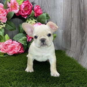 French Bulldog Puppy Ramsey