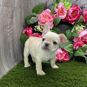 French Bulldog Puppy Ramsey
