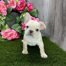 French Bulldog Puppy Ramsey