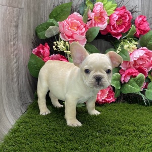 French Bulldog Puppy Ramsey