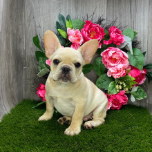 French Bulldog Puppy Ramsey