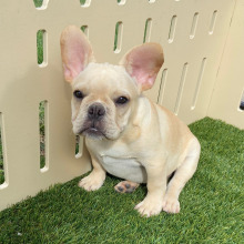 French Bulldog Puppy Ramsey