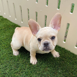 French Bulldog Puppy Ramsey