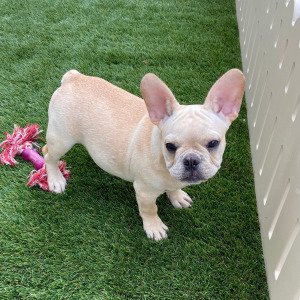 French Bulldog Puppy Ramsey