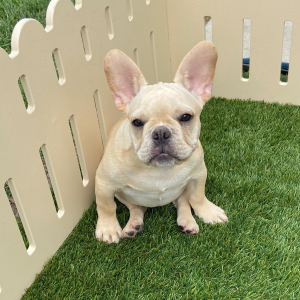 French Bulldog Puppy Ramsey