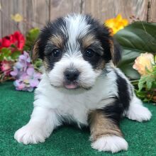 Yorkshire Terrier Puppy Bruno