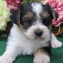 Yorkshire Terrier Puppy Bruno