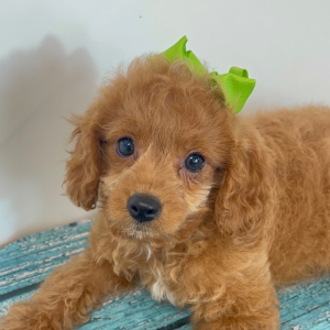 Cavapoo Puppy Peaches