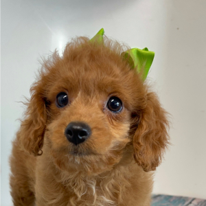 Cavapoo Puppy Peaches