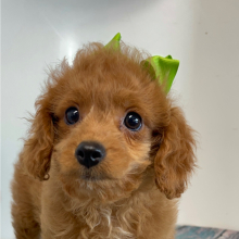 Cavapoo Puppy Peaches