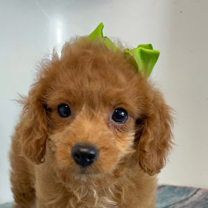 Cavapoo Puppy Peaches