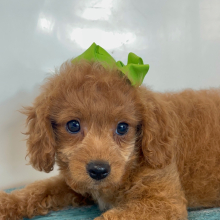 Cavapoo Puppy Peaches