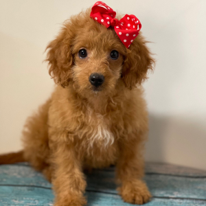 Cavapoo Puppy Peaches