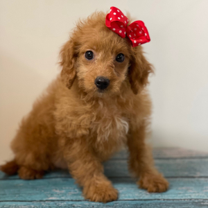 Cavapoo Puppy Peaches