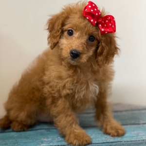 Cavapoo Puppy Peaches