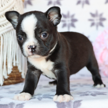 Boston Terrier Puppy Bruiser