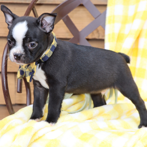 Boston Terrier Puppy Bruiser